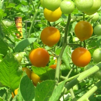 Slicer Tomato - Tomato 'Lemon Boy'
