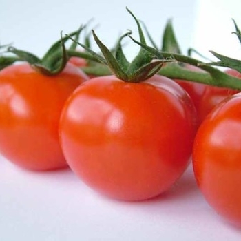 Slicer Tomato - Tomato 'Supersonic'