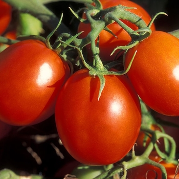Sauce Tomato - Tomato 'Fresh Salsa'