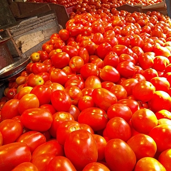 Sauce Tomato - Tomato 'Super Italian Paste'