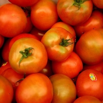 Slicer Tomato - Tomato 'Husky Red'