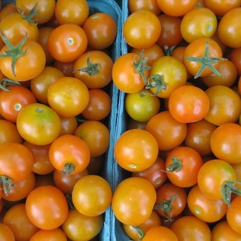 Cherry Tomato - Tomato 'Sunsugar'