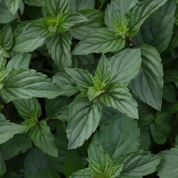 Mentha x piperita - Mint 'Chocolate'