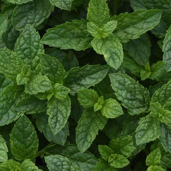 Mentha x piperita - Mint 'Moroccan'
