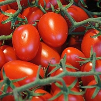 Grape Tomato - Tomato 'Napa Grape'