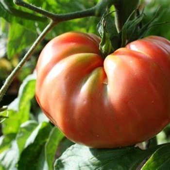 Heirloom Tomato - Tomato 'Brandywine'
