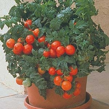 Slicer Tomato - Tomato 'Patio'