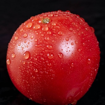 Slicer Tomato - Tomato 'Ultra Sweet'