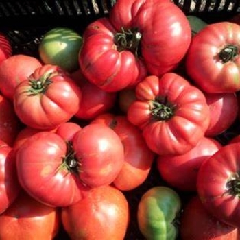 Beefsteak Tomato - Tomato 'Mortgage Lifter' 