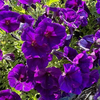 Petunia hybrid - Petunia 'Sunpassion Deep Blue'