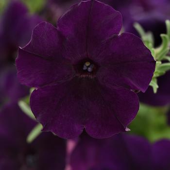 Petunia hybrida - Petunia 'Easy Wave Navy Velour'