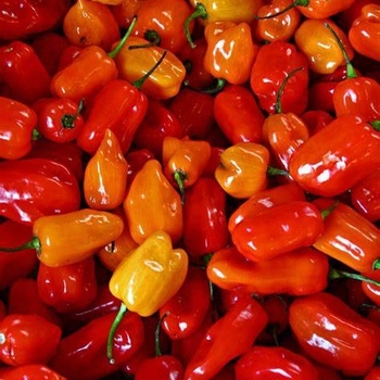 Hot Pepper - Pepper 'Habanero'