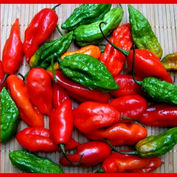 Hot Pepper - Pepper 'Bhut Jolokia'