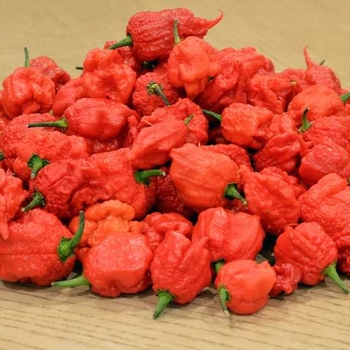 Hot Pepper - Pepper 'Carolina Reaper'