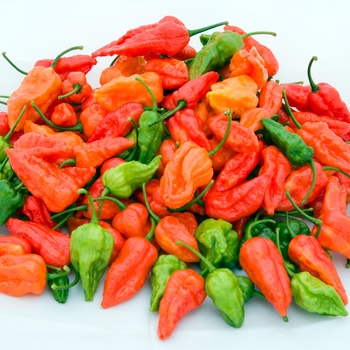 Hot Pepper - Pepper 'Naga Viper'