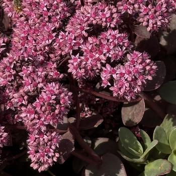 Sedum - Stonecrop 'Sunsparkler Cherry Tart'