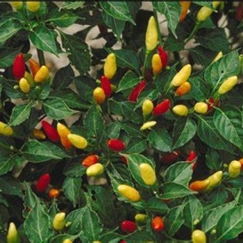 Hot Pepper - Pepper 'Tabasco'