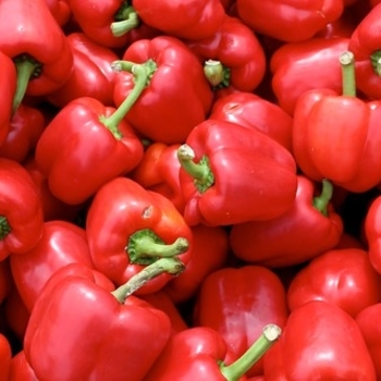 Sweet Bell Pepper - Pepper 'Red Knight'