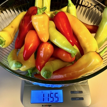 Sweet Pepper - Pepper 'Hungarian Sweet Banana'