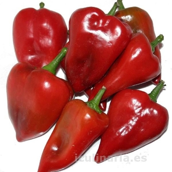 Sweet Pepper - Pepper 'Pimento Elite'