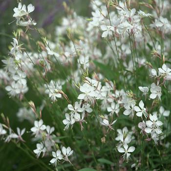 Gaura lindheimeri (Wand Flower) - Gaura 'Erica'