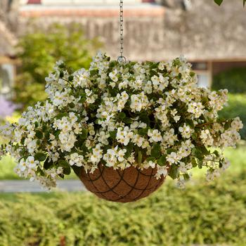 Begonia - Begonia 'Hula White'
