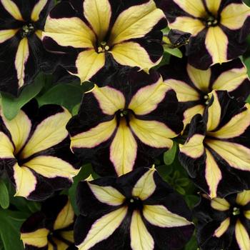 Petunia hybrid - Petunia 'Slingshot Phantom'