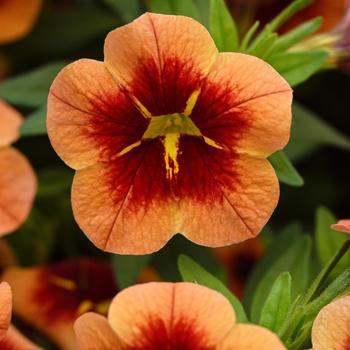 Calibrachoa (Million Bells) - Calibrachoa 'Bumble Bee Orange'