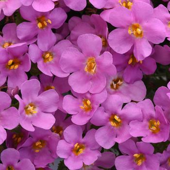 Sutera cordata - Bacopa 'MegaCopa Pink'
