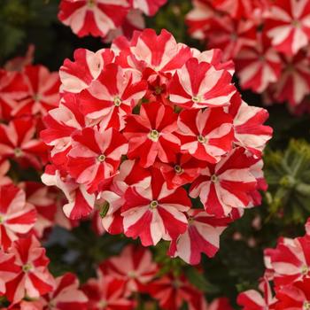 Verbena peruviana - Verbena 'Firehouse Peppermint'