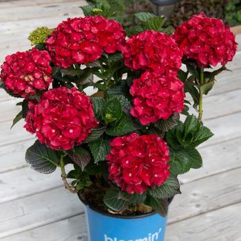 Hydrangea Macrophylla - Hydrangea 'Cherry-Go-Round'
