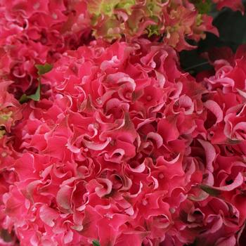 Hydrangea macrophylla - Hydrangea 'Magical Frill Ride'