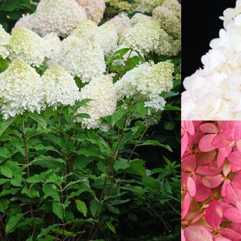 Hydrangea paniculata - Hydrangea 'Candelabra'