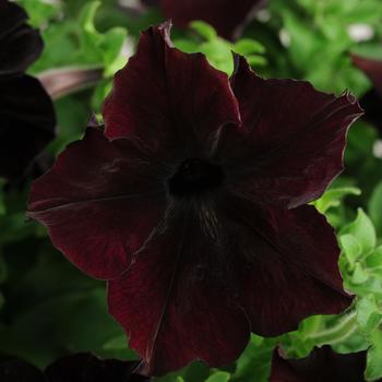 Petunia hybrida - Petunia 'Sophistica Blackberry'