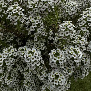 Lobularia - Alyssum 'Yolo White'