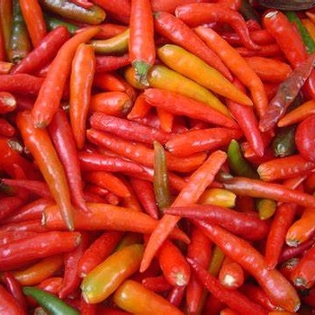 Hot Pepper - Pepper 'Garden Salsa'