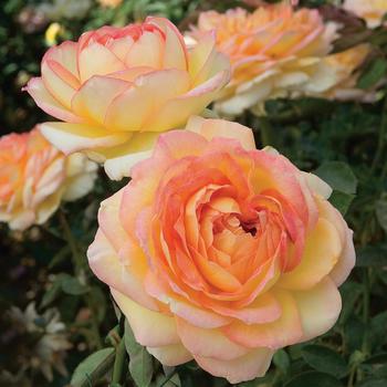 Rosa - Rose 'Fun in the Sun'