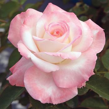 Rosa - Rose 'Secret'