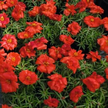 Portulaca grandiflora - Portulaca 'Sundial Scarlet' 