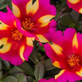 Portulaca oleracea (Purslane) - Portulaca 'Colorblast Watermelon Punch'