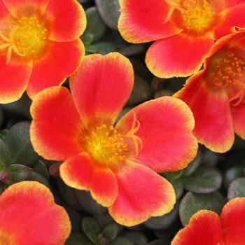 Portulaca oleracea (Purslane) - Portulaca 'Colorblast Rum Punch'