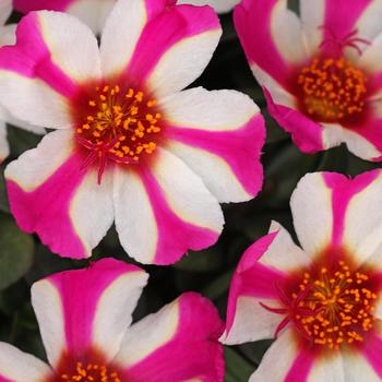 Portulaca oleracea (Purslane) - Portulaca 'Colorblast Pink Lady'