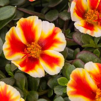 Portulaca oleracea (Purslane) - Portulaca 'Colorblast Mango Mojito'