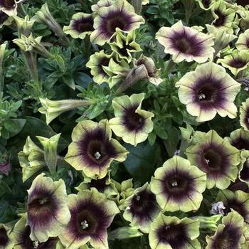 Petunia hybrida - Petunia 'Surfinia Heavenly Blueberries and Cream'