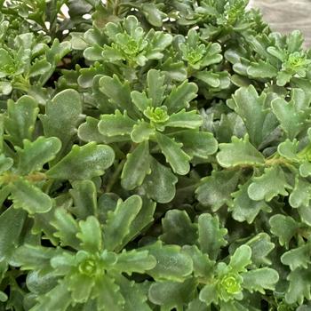Sedum floriferum (Stonecrop) - Sedum 'Gobi'