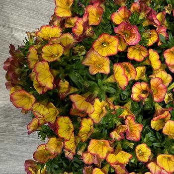 Calibrachoa (Million Bells) - Calibrachoa 'MiniFamous Uno Ember Eclipse'