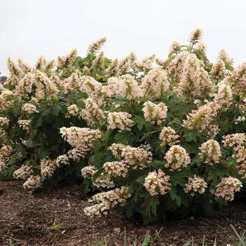 Hydrangea quercifolia - Hydrangea 'Munchkin'