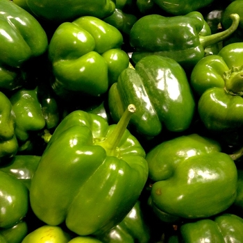 Sweet Bell Pepper - Pepper 'Better Belle' 