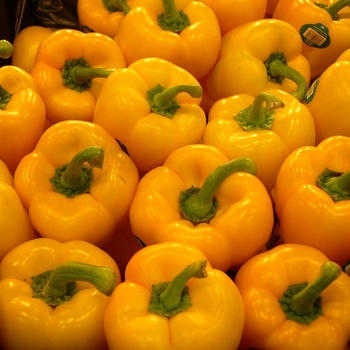 Sweet Bell Pepper - Pepper 'Flavorburst' 