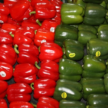 Sweet Bell Pepper - Pepper 'Great Stuff' 